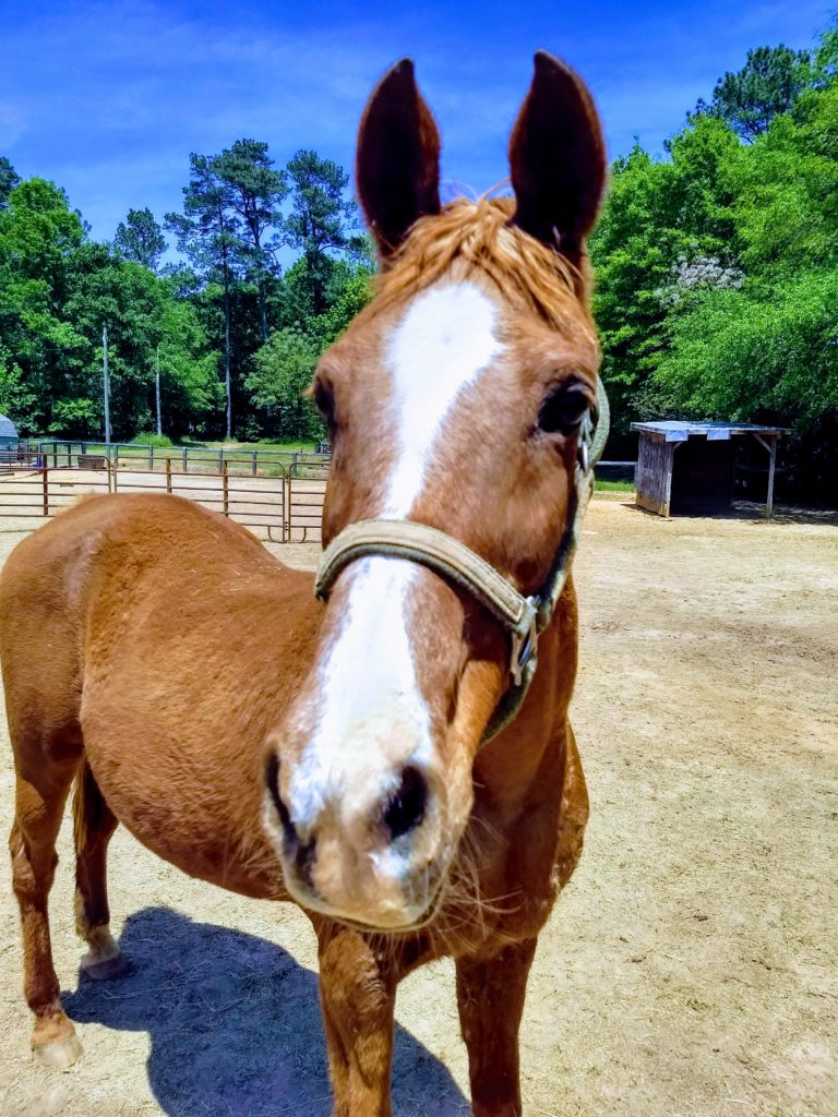 Equines For Adoption | Georgia Equine Rescue League - Horse Rescue
