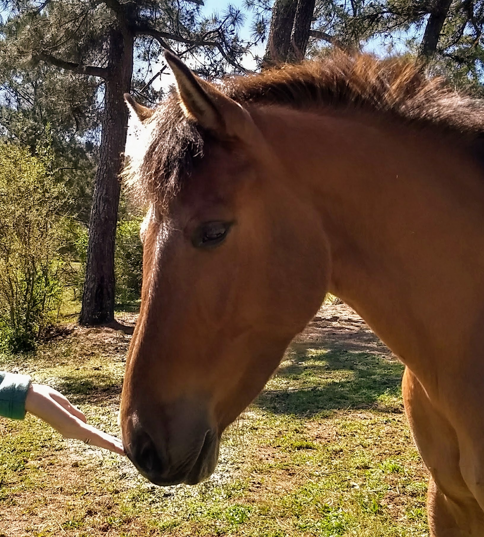 equines-for-adoption-georgia-equine-rescue-league-horse-rescue