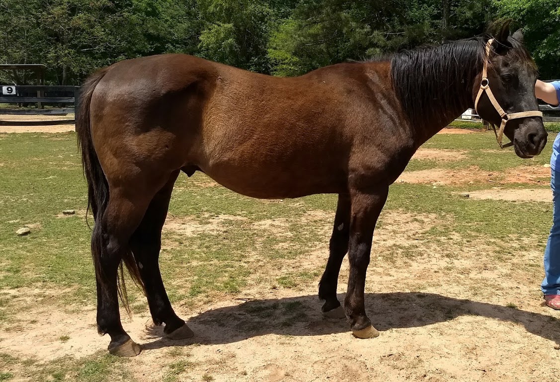 Equines For Adoption | Georgia Equine Rescue League - Horse Rescue