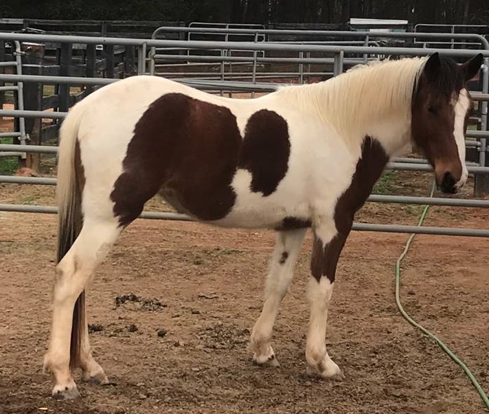 Rescue Challenge 2018 - Horses-Trainers-Judges – Georgia Equine Rescue ...