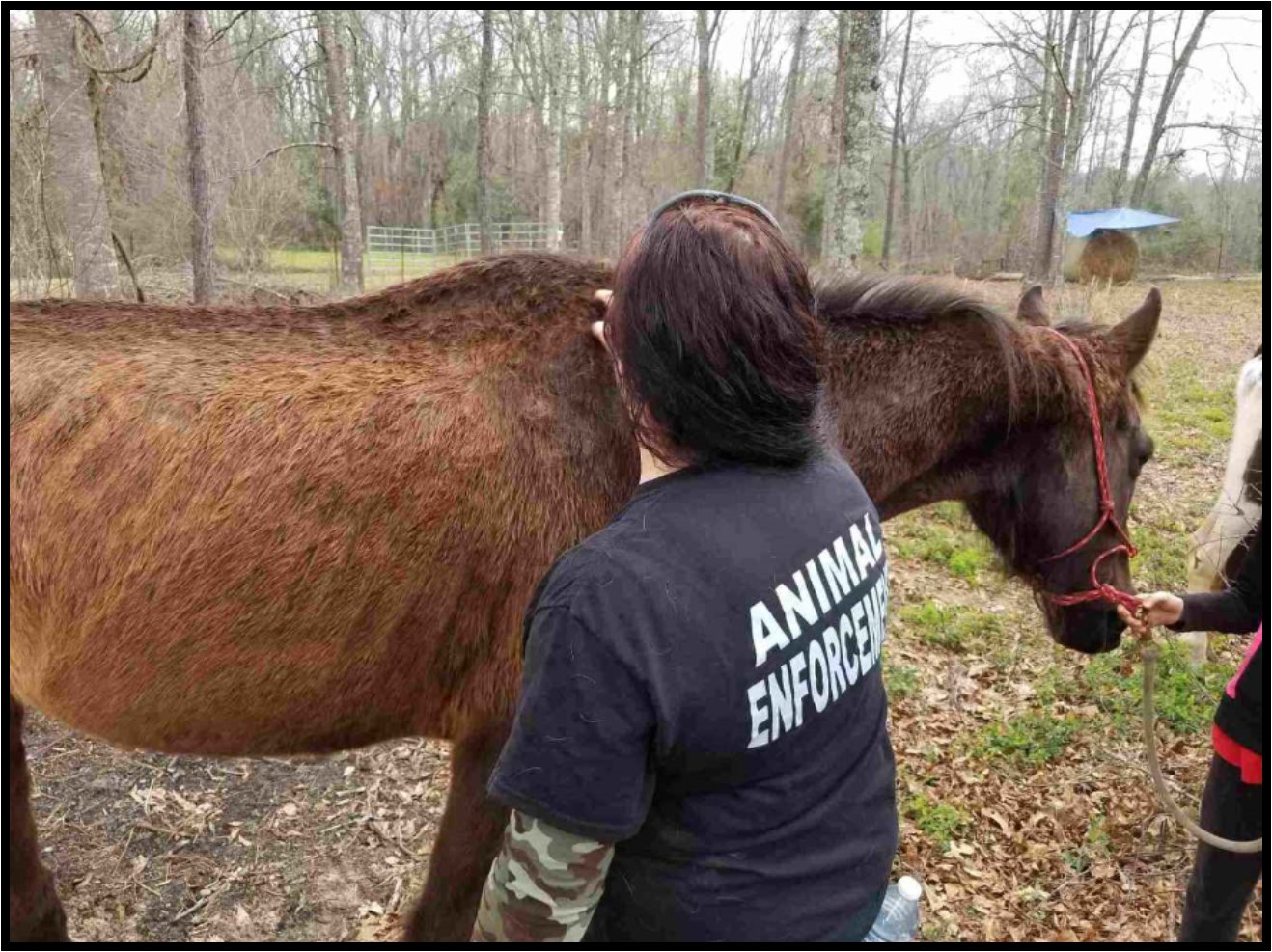 three-lucky-horses-georgia-equine-rescue-league-horse-rescue