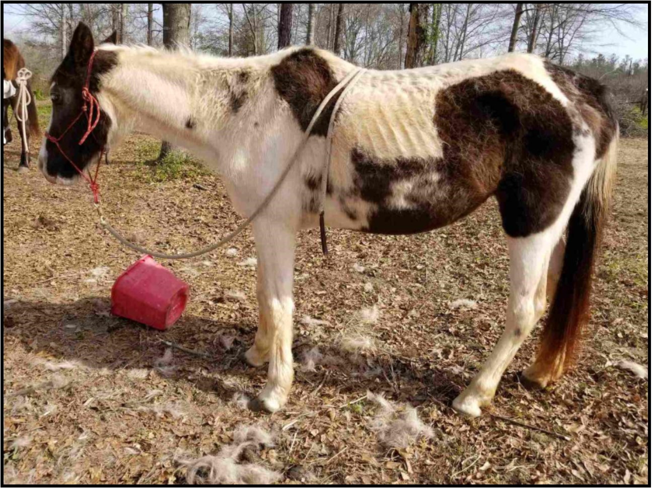 three-lucky-horses-georgia-equine-rescue-league-horse-rescue